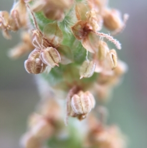 Plantago varia at Canberra Central, ACT - 9 Oct 2015