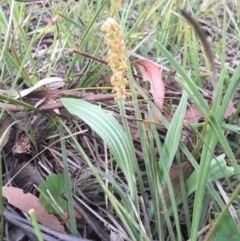 Plantago varia at Canberra Central, ACT - 9 Oct 2015