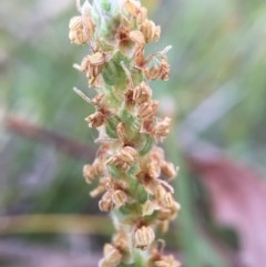 Plantago varia at Canberra Central, ACT - 9 Oct 2015