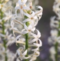 Stackhousia monogyna (Creamy Candles) at Canberra Central, ACT - 9 Oct 2015 by JasonC