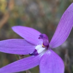 Glossodia major (Wax Lip Orchid) at Canberra Central, ACT - 9 Oct 2015 by JasonC