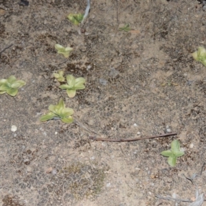 Hymenochilus sp. at Tennent, ACT - 20 Sep 2014