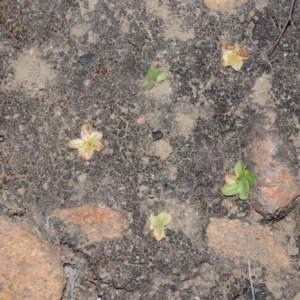 Hymenochilus sp. at Tennent, ACT - 20 Sep 2014