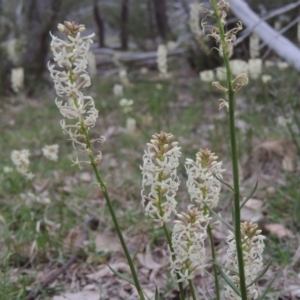 Stackhousia monogyna at Tennent, ACT - 5 Oct 2015