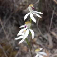 Caladenia moschata (Musky Caps) at Aranda, ACT - 10 Oct 2015 by MattM