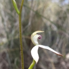 Caladenia moschata at Aranda, ACT - 10 Oct 2015