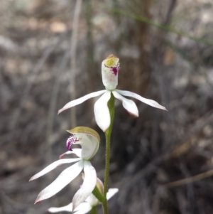 Caladenia moschata at Aranda, ACT - suppressed