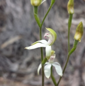 Caladenia moschata at Aranda, ACT - 10 Oct 2015