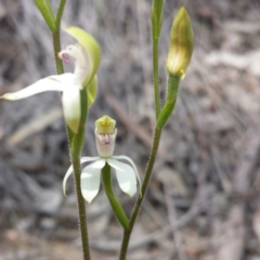 Caladenia moschata at Aranda, ACT - 10 Oct 2015