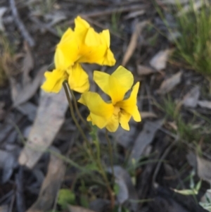 Goodenia pinnatifida at Watson, ACT - 6 Oct 2015