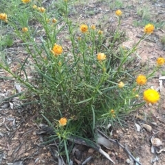 Xerochrysum viscosum at Majura, ACT - 6 Oct 2015