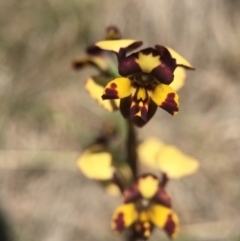 Diuris pardina (Leopard Doubletail) at Brindabella, NSW - 10 Oct 2015 by AaronClausen