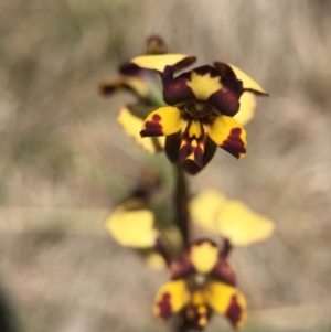 Diuris pardina at Brindabella, NSW - suppressed