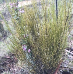 Glycine clandestina at Brindabella, NSW - 10 Oct 2015