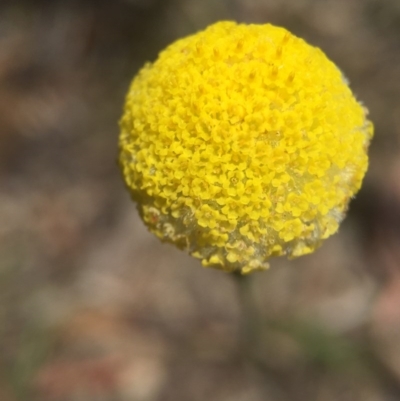 Craspedia variabilis at Brindabella, NSW - 10 Oct 2015 by AaronClausen