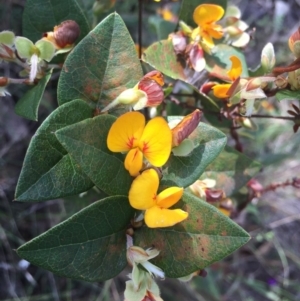 Platylobium montanum subsp. montanum at Brindabella, NSW - 10 Oct 2015 08:17 PM