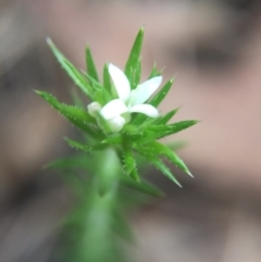 Asperula scoparia (Prickly Woodruff) at Brindabella, NSW - 10 Oct 2015 by AaronClausen