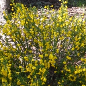 Cytisus scoparius subsp. scoparius at Jerrabomberra, ACT - 10 Oct 2015 08:57 AM