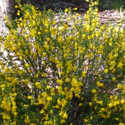 Cytisus scoparius subsp. scoparius (Scotch Broom, Broom, English Broom) at Jerrabomberra, ACT - 10 Oct 2015 by Mike