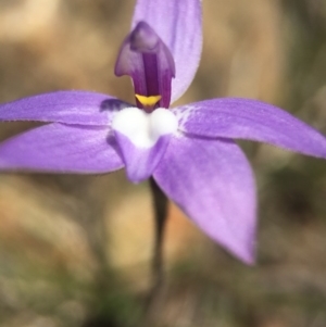 Glossodia major at Brindabella, NSW - 10 Oct 2015