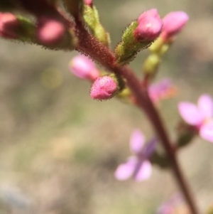 Stylidium sp. at Brindabella, NSW - 10 Oct 2015 08:24 PM