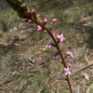 Stylidium sp. at Brindabella, NSW - 10 Oct 2015 08:24 PM