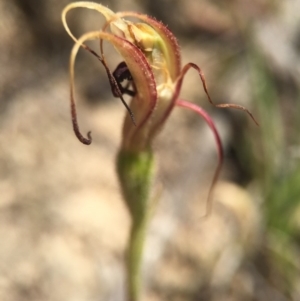 Caladenia orestes at suppressed - 10 Oct 2015