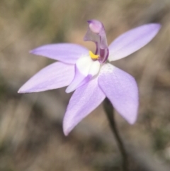 Glossodia major (Wax Lip Orchid) at Brindabella, NSW - 10 Oct 2015 by AaronClausen