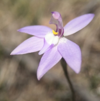 Glossodia major (Wax Lip Orchid) at Brindabella, NSW - 10 Oct 2015 by AaronClausen