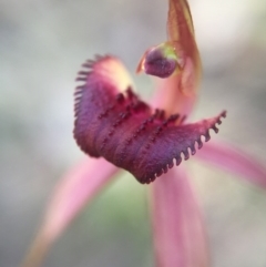 Caladenia orestes (Burrinjuck Spider Orchid) at Brindabella, NSW - 10 Oct 2015 by AaronClausen