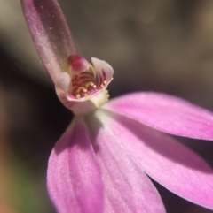 Caladenia carnea (Pink Fingers) at Brindabella, NSW - 10 Oct 2015 by AaronClausen