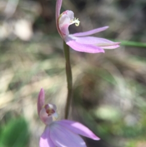 Caladenia carnea at Brindabella, NSW - suppressed