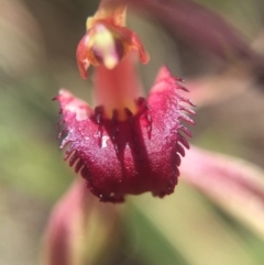 Caladenia orestes (Burrinjuck Spider Orchid) at Brindabella, NSW - 10 Oct 2015 by AaronClausen