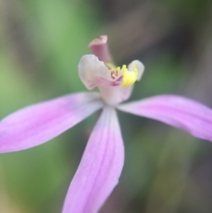 Caladenia sp. at Brindabella, NSW - suppressed