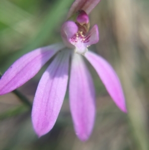 Caladenia sp. at Brindabella, NSW - suppressed