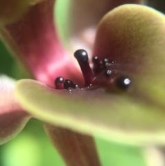 Chiloglottis valida (Large Bird Orchid) at Brindabella, NSW - 10 Oct 2015 by AaronClausen