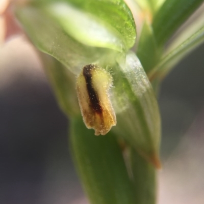 Bunochilus montanus (Montane Leafy Greenhood) at Brindabella, NSW - 10 Oct 2015 by AaronClausen