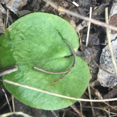 Corysanthes sp. (A Helmet Orchid) at Brindabella, NSW by AaronClausen