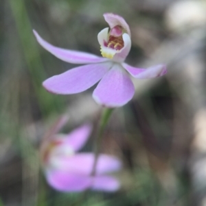 Caladenia carnea at Brindabella, NSW - 10 Oct 2015