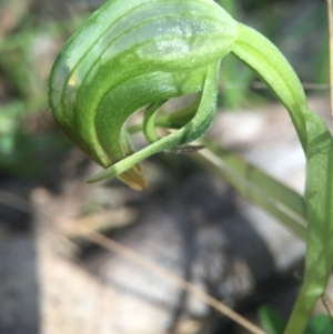 Pterostylis nutans at Brindabella, NSW - suppressed