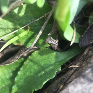 Pterostylis nutans at Brindabella, NSW - suppressed