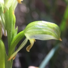 Bunochilus montanus (ACT) = Pterostylis jonesii (NSW) at Brindabella, NSW - suppressed