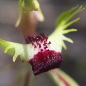 Caladenia parva at Brindabella, NSW - suppressed