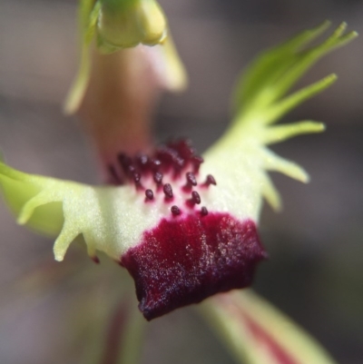 Caladenia parva (Brown-clubbed Spider Orchid) at Brindabella, NSW - 10 Oct 2015 by AaronClausen