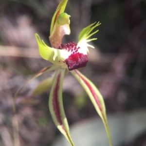 Caladenia parva at Brindabella, NSW - suppressed