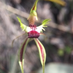 Caladenia parva at Brindabella, NSW - suppressed