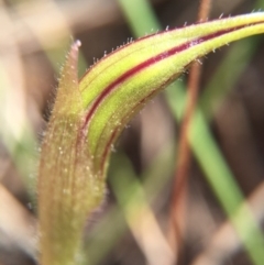 Caladenia parva at Brindabella, NSW - suppressed