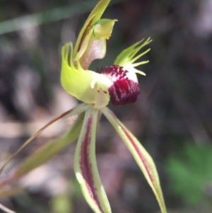 Caladenia parva at Brindabella, NSW - suppressed