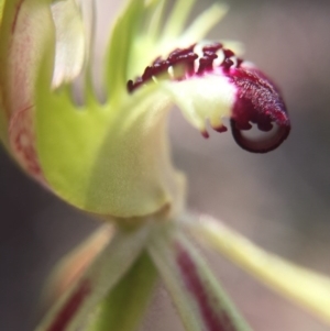 Caladenia parva at Brindabella, NSW - 10 Oct 2015