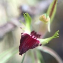 Caladenia parva at Brindabella, NSW - 10 Oct 2015